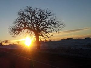 winter sun in tree Deb D